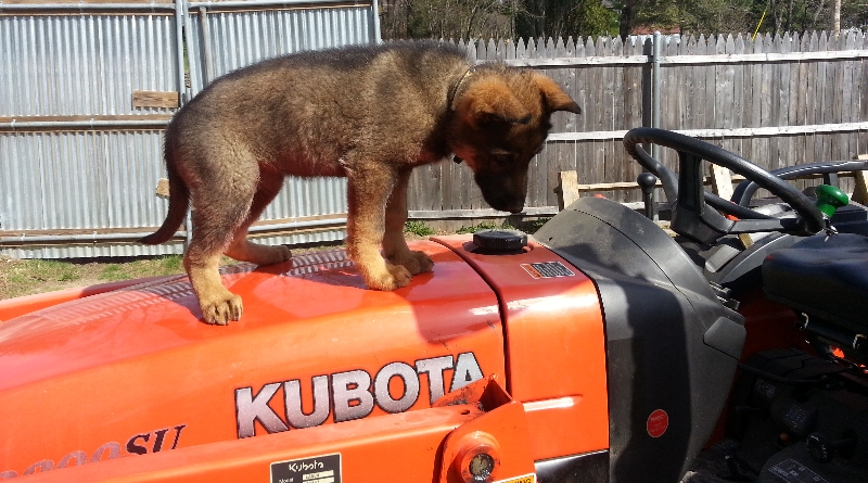 Trained German Shepherd Dogs